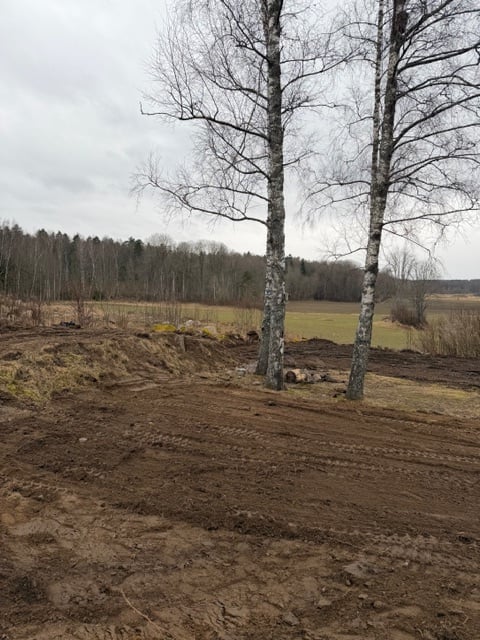 Two bare birch trees standing on tilled soil with coniferous forest and open field visible in the background under an overcast sky